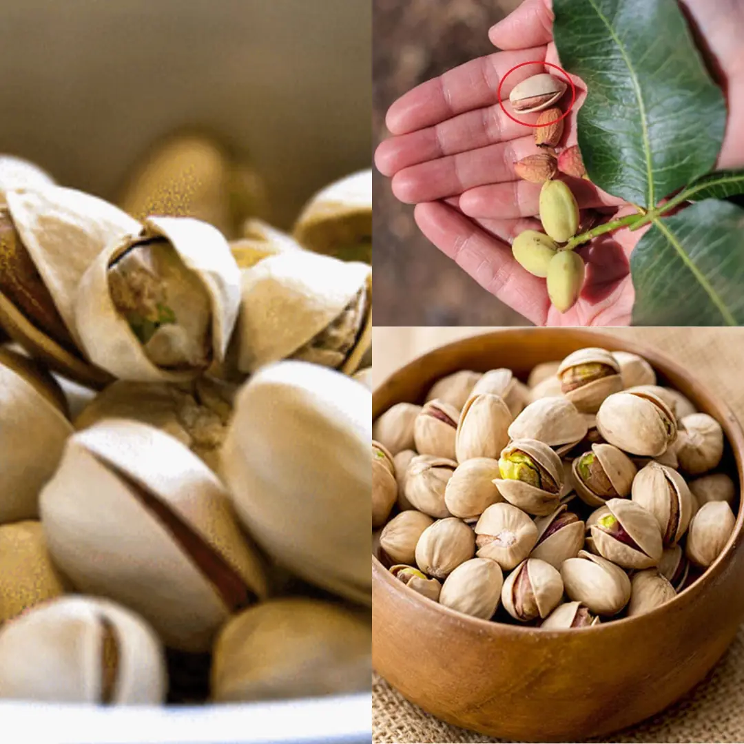 Reusing Pistachio Shells: Turning Waste into a Garden Resource