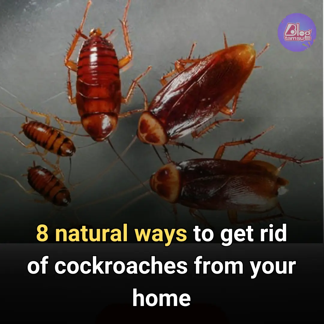 8 natural ways to get rid of cockroaches from your home