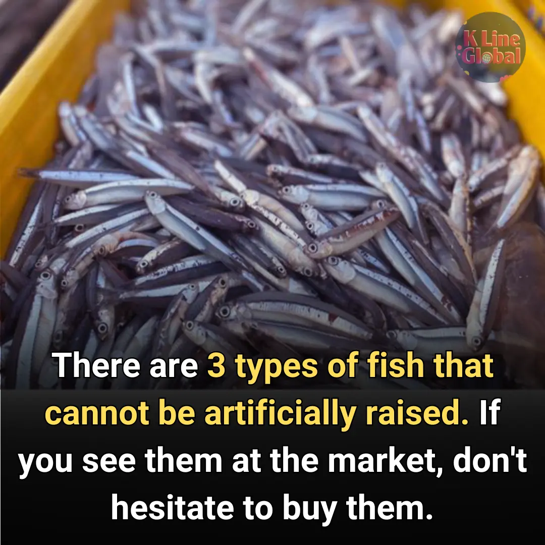 There are 3 types of fish that cannot be artificially raised.