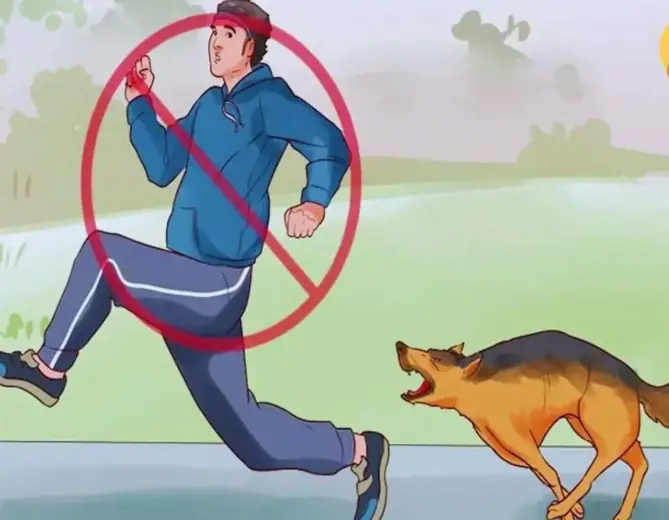 Why do dogs often chase strangers?