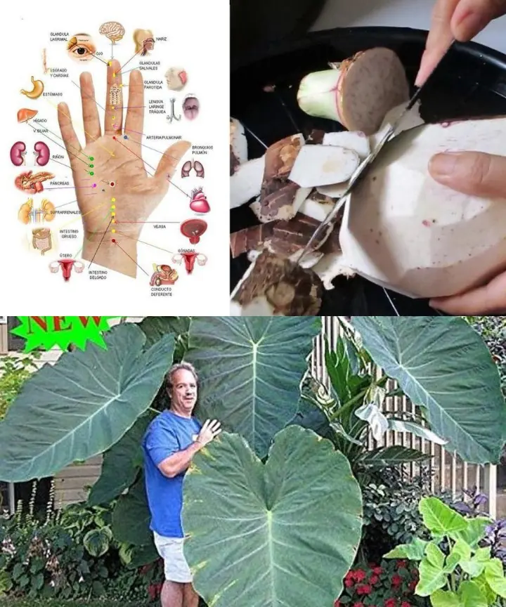 Taro Root: Health Benefits, Culinary Uses, and Sustainability Explained