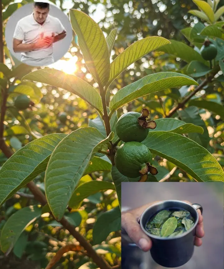 Unlock the Secret Power of Guava Leaves: Transform Your Hair, Skin, and Health Naturally