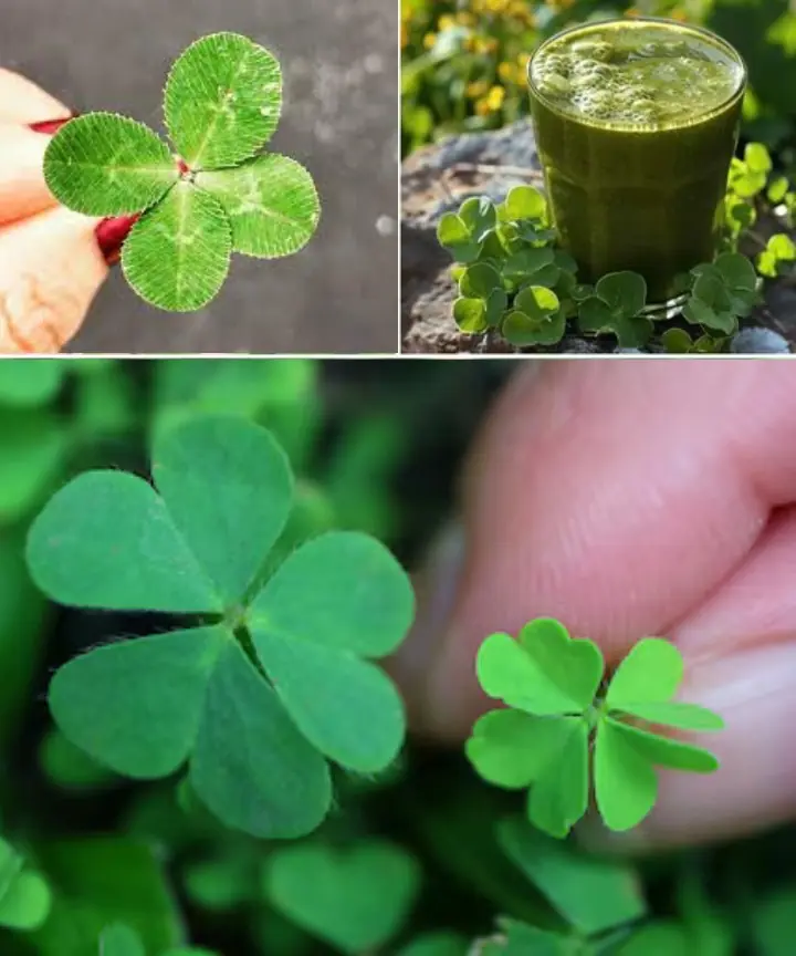 Top 5 Remarkable Health Benefits of Wood Sorrel