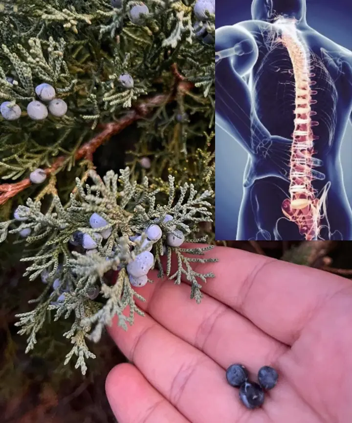 Juniper: Exploring Its Benefits and Everyday Uses