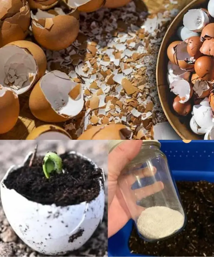 10 Ingenious Ways to Utilize Eggshells in Your Garden