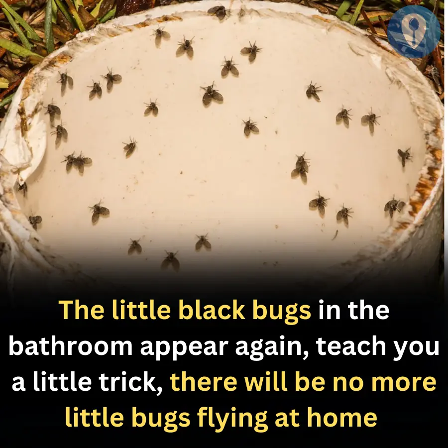 The little black bugs in the bathroom appear again