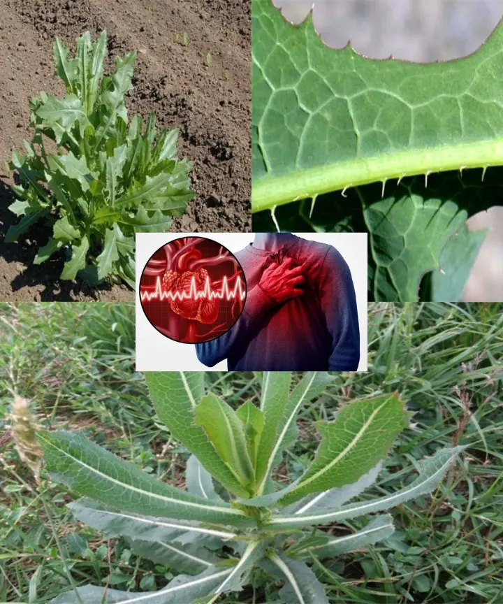 Delving into the Wonders of Prickly Lettuce – Medicinal Miracles and Culinary Creations