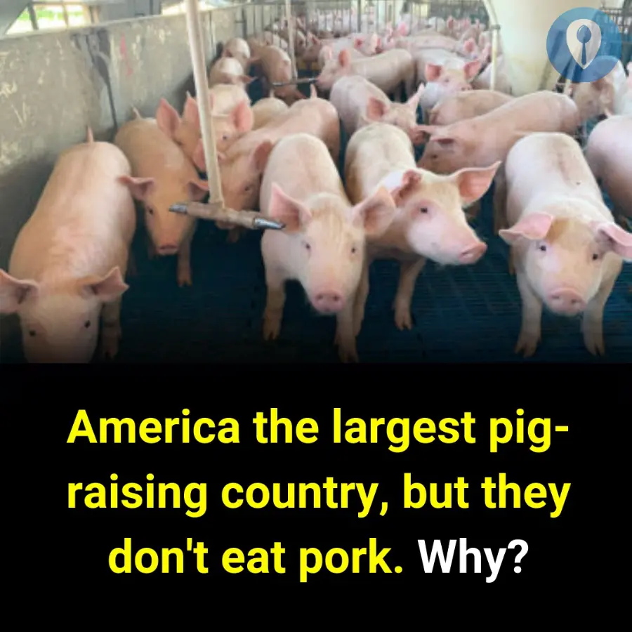 Why is America the largest pig-raising country, but they don't eat pork?