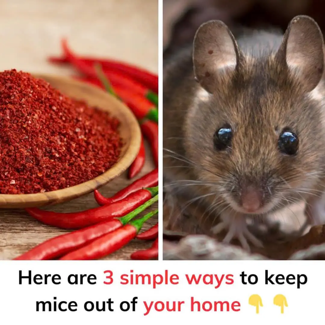 To keep mice out of your home