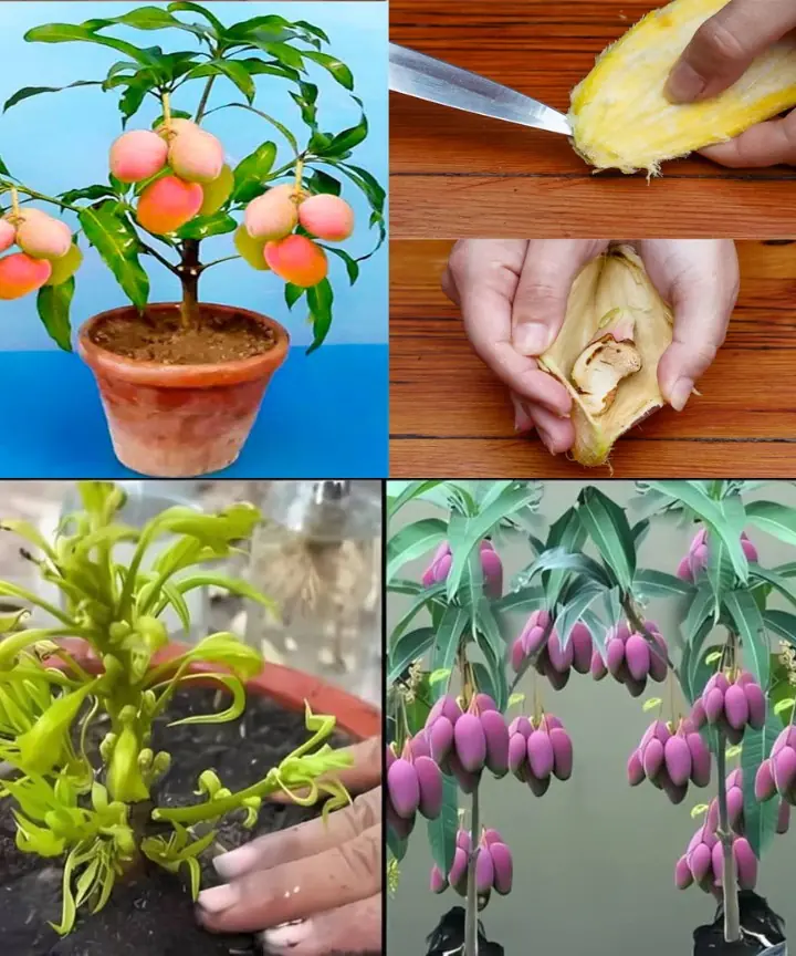 How to Plant a Mango Seed and Successfully Grow