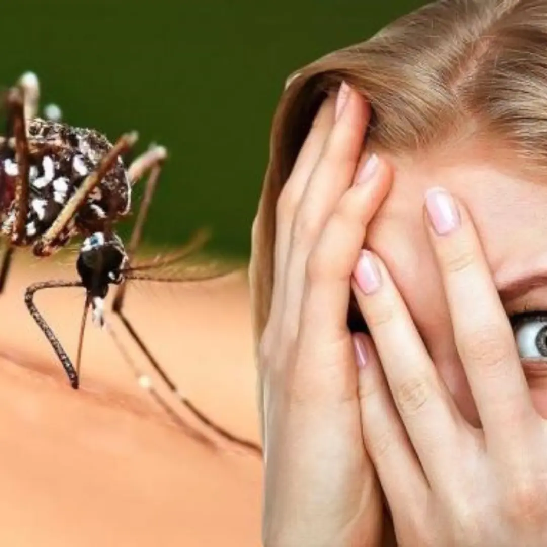 Why do mosquitoes always bite you? It's not because of your blood type but because of these 4 "bait" on your body