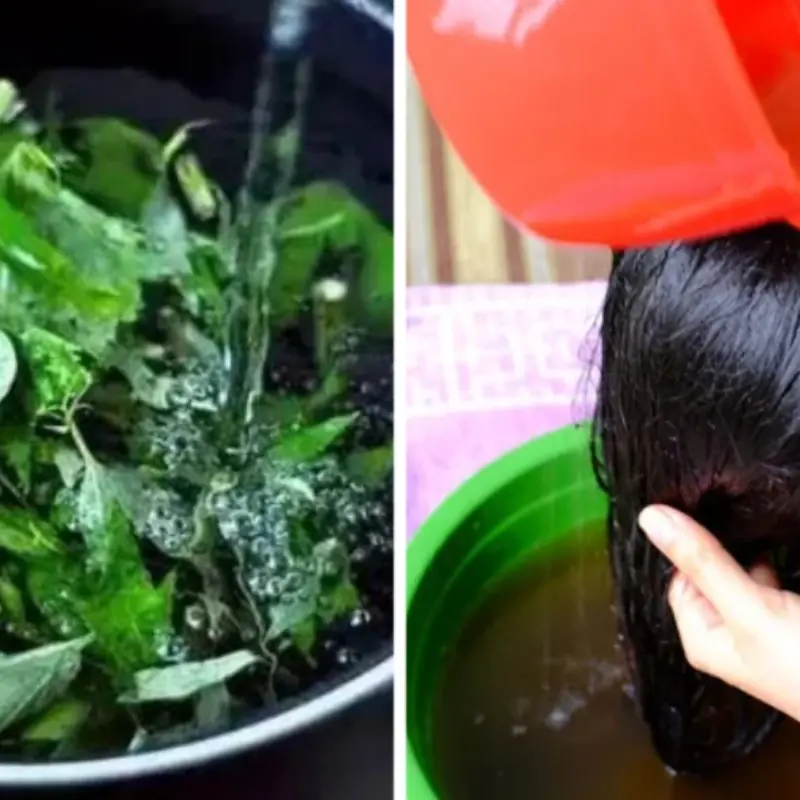 Take a handful of these leaves and boil them in water to wash your hair