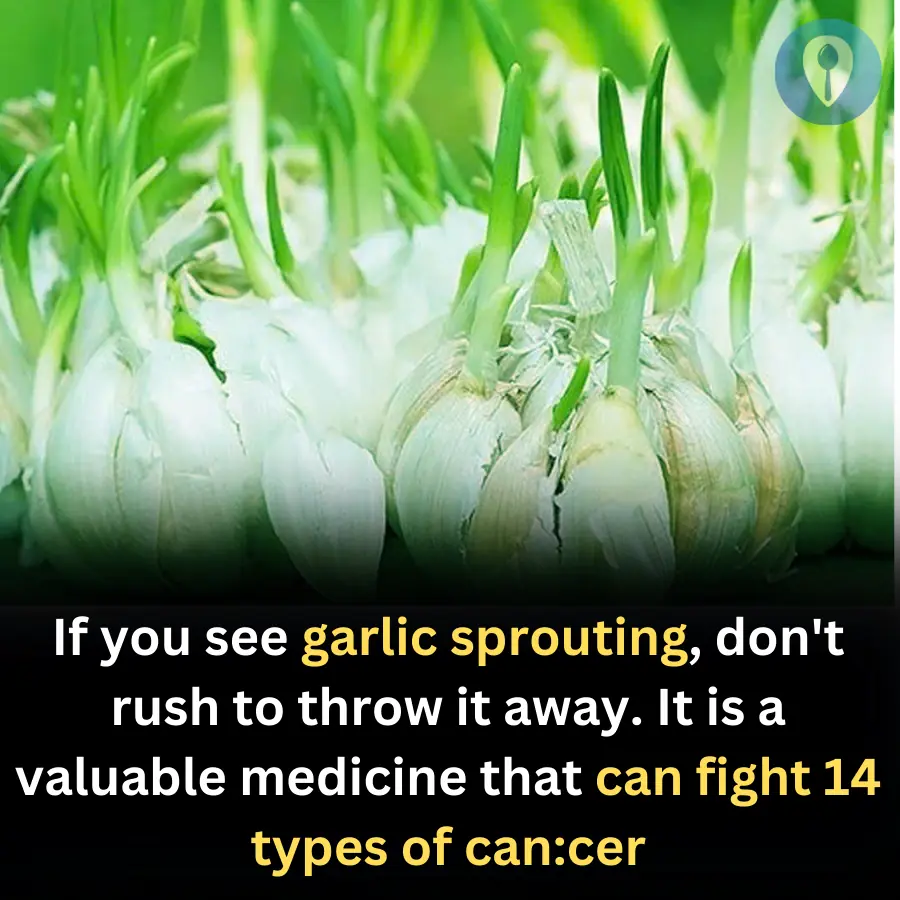 If you see garlic sprouting, don't rush to throw it away. It is a valuable medicine that can fight 14 types of can:cer