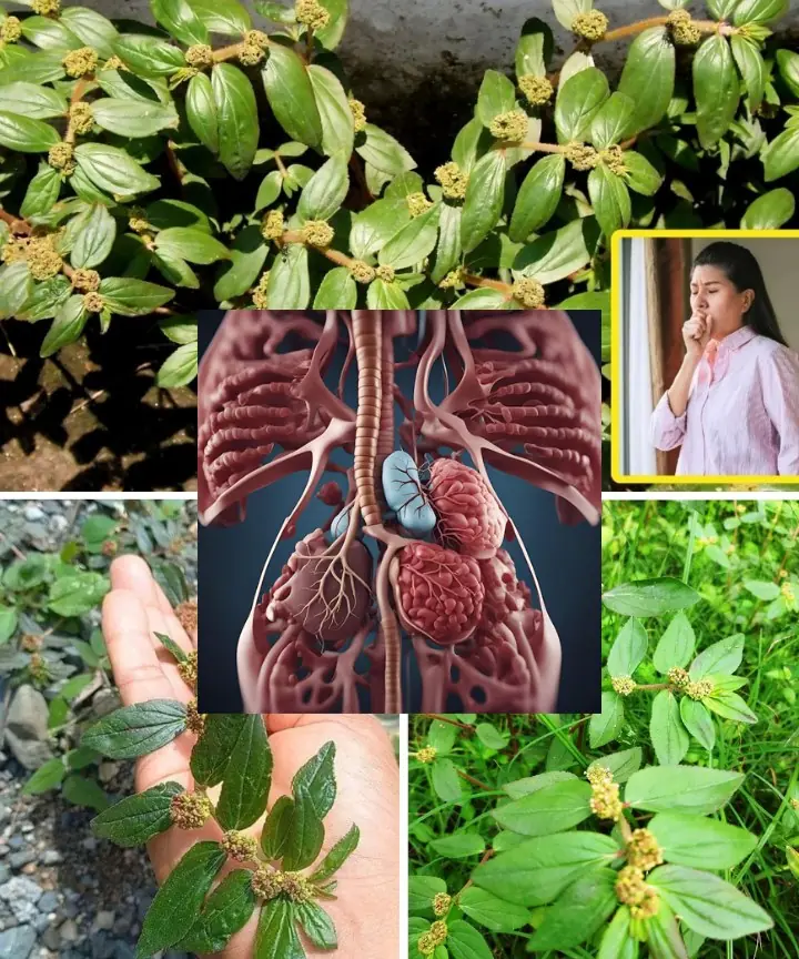 Euphorbia Hirta (Asthma-Plant): Ancient Remedies and Modern Applications for Health and Wellness