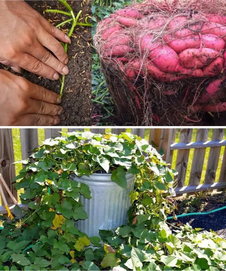 8 Simple Steps to Cultivate Sweet Potatoes in Pots