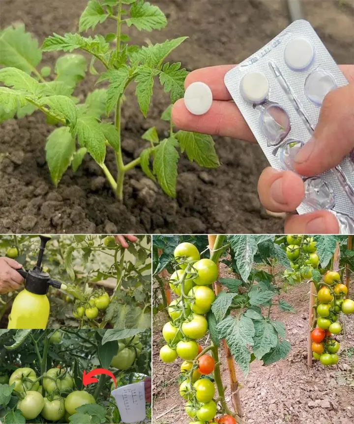 9 Secret Ingredients for Exceptional Tomatoes: Unlocking the Green Thumb Guide