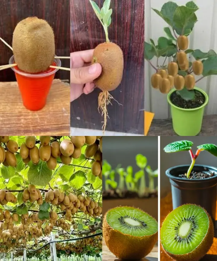 Growing Your Own Kiwi: A Comprehensive Guide