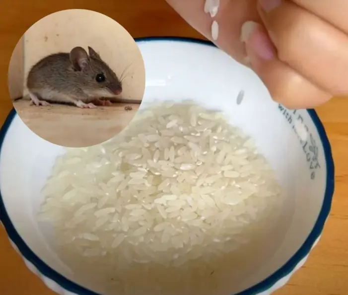 Easy way to get rid of mice