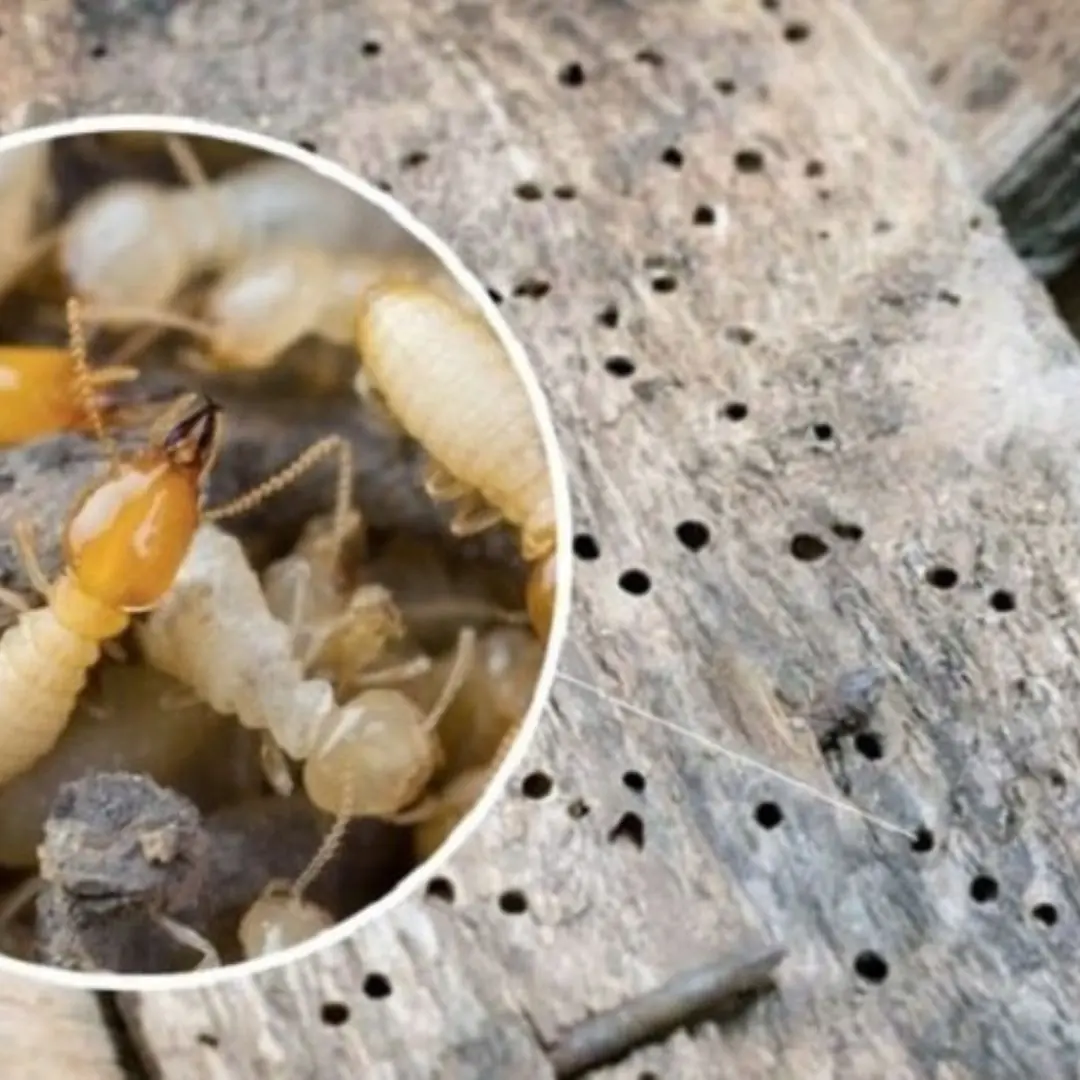 3 simple and effective ways to treat wood termites