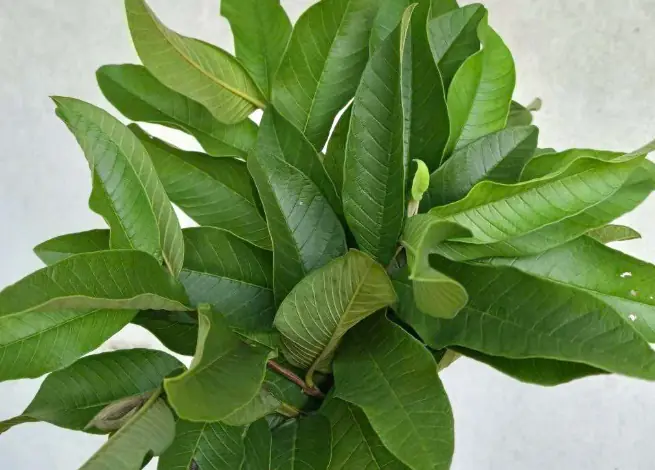 This type of leaf is easy to find and can treat intestinal diseases and help the body detoxify very well