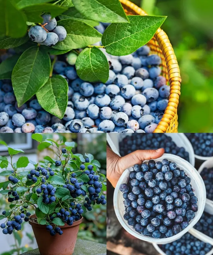 Planting Blueberries at Home: A Guide to Cultivating an Abundant Supply