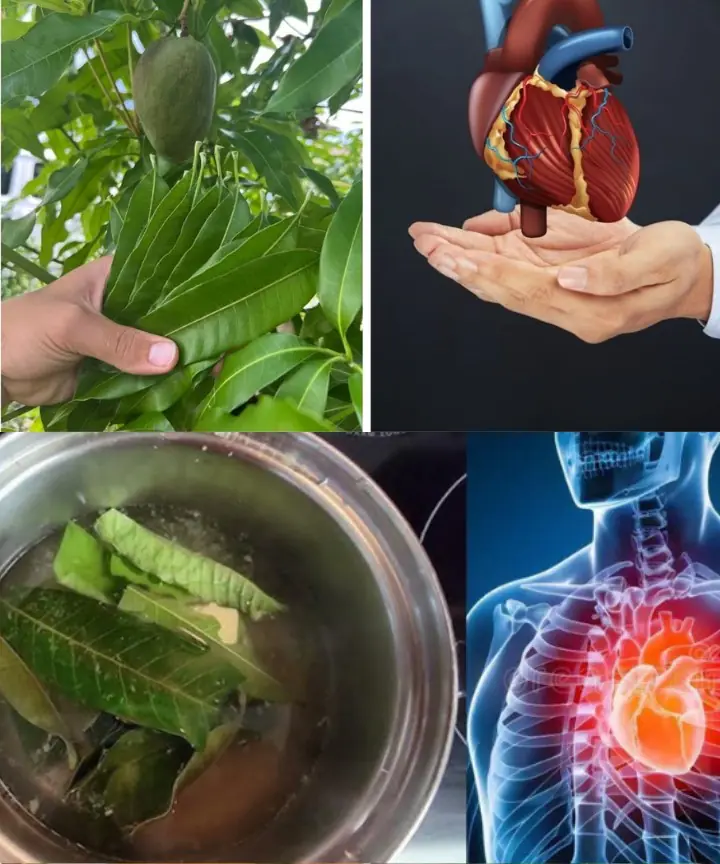 Unlocking the Hidden Power of Mango Leaves: 30 Incredible Benefits and DIY Uses