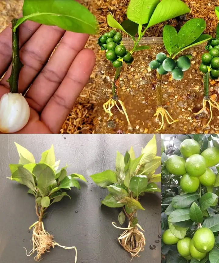 Methods for Growing Lemon Trees from Cuttings Using Tissue Paper