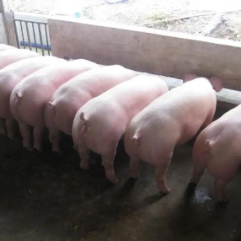 Why is America the leading country in pig farming, yet they don't consume much pork?