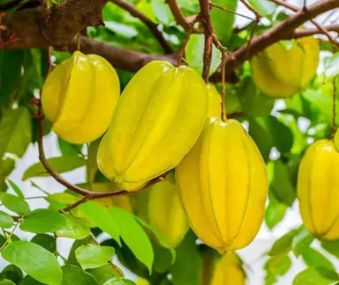 The type of water that star fruit trees like best