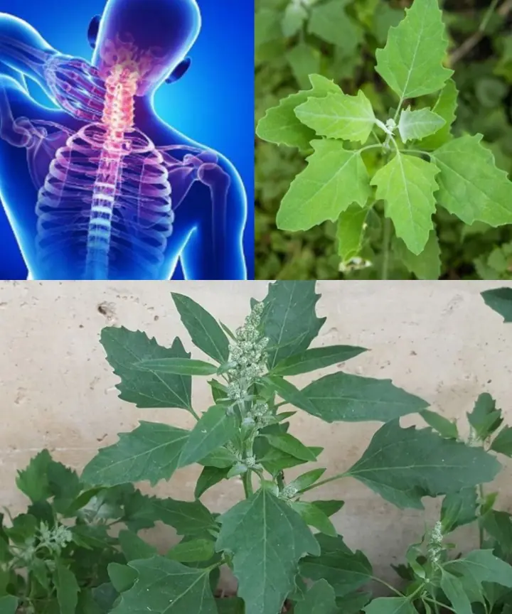 Wild Spinach Power: 10 Health Benefits of Lamb’s Quarters You Should Know