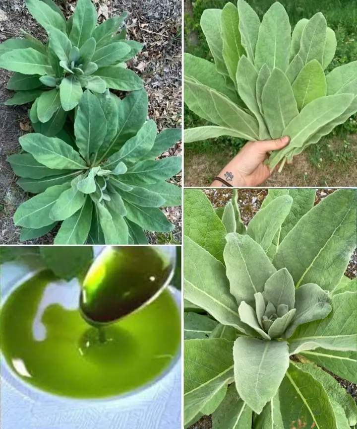 Mullein: Unlocking the Healing Powers of Its Leaves, Flowers, and Roots