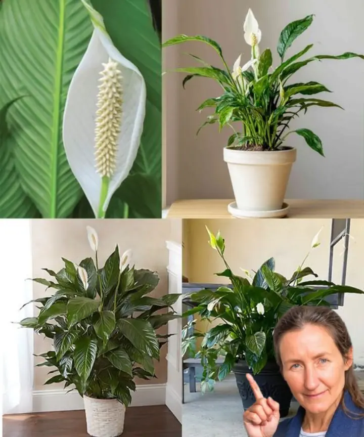 Peace Lily Care Guide: Key Tips to Ensure Its Flourishing Growth