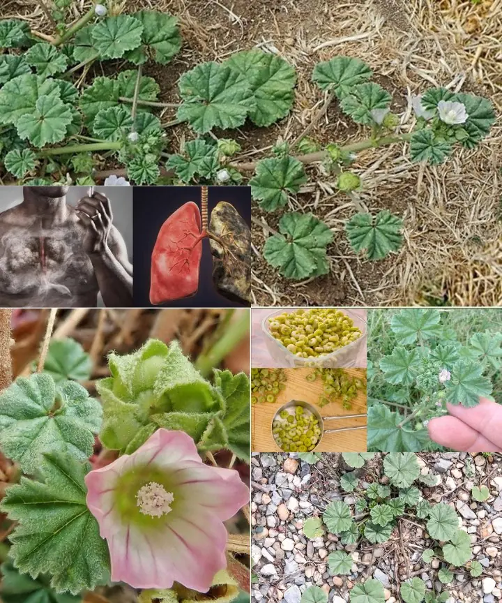 Unlocking the Secret Health Benefits of Common Mallow: Nature’s Wonder Herb for Wellness