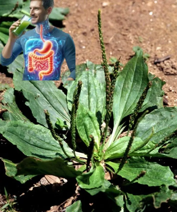 Plantain: properties and benefits of this spontaneous medicinal plant