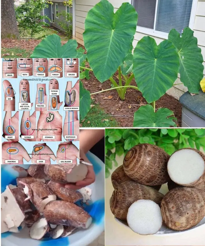 Taro Root: Health Benefits, Culinary Uses, and Sustainability Explained