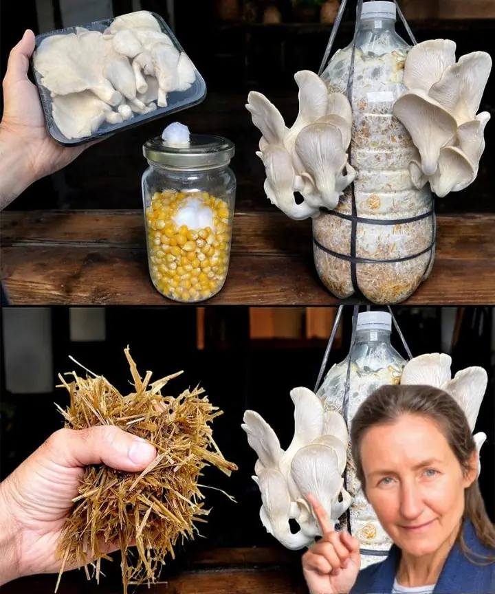 How to Cultivate Mushrooms in Containers and Buckets