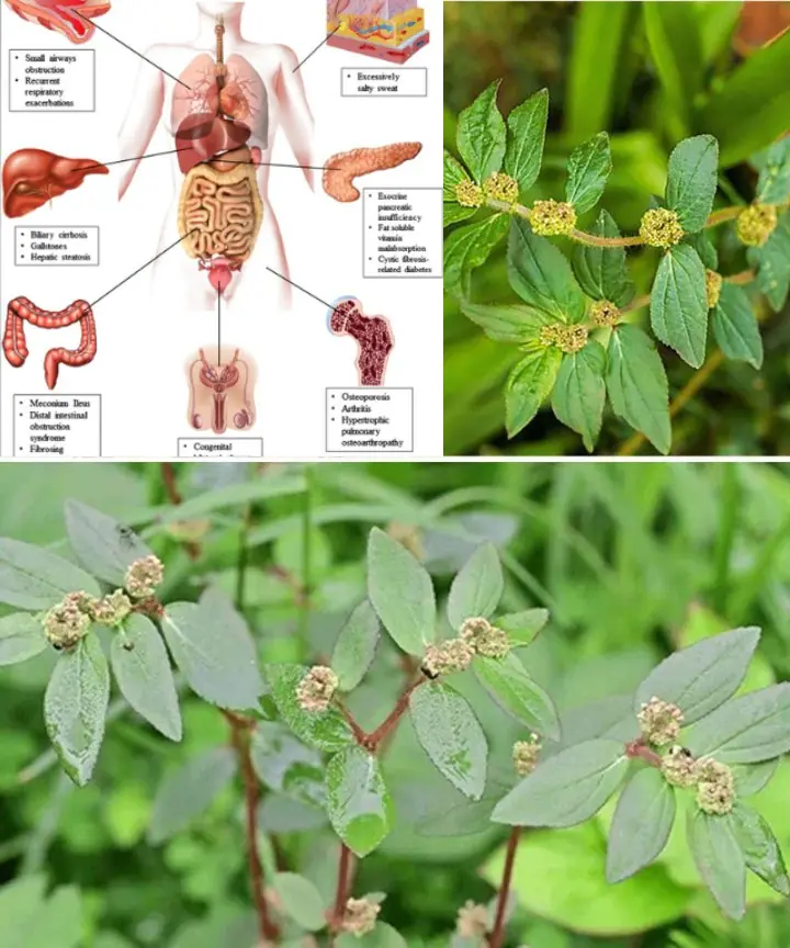 Euphorbia Hirta (Asthma-Plant): Ancient Remedies and Modern Applications for Health and Wellness