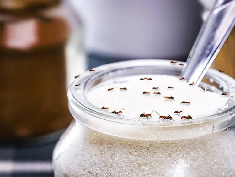 5 fastest tips to get ants out of sugar jar