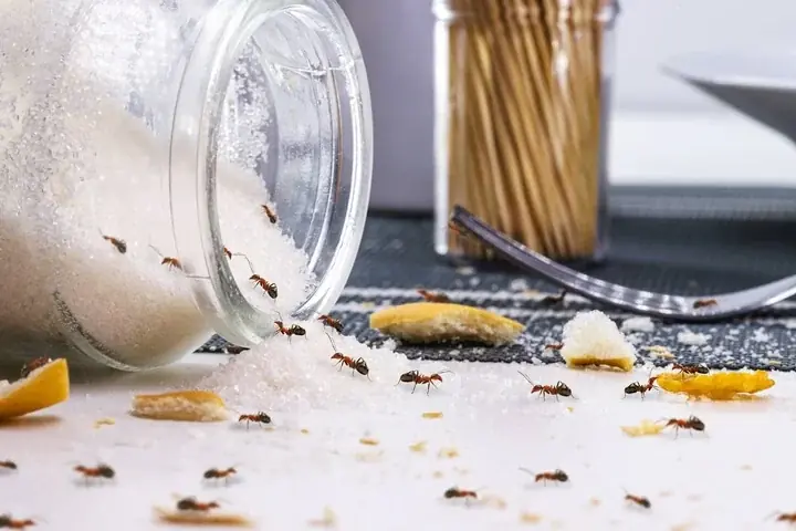 Surprising Tricks to Get Rid of Ants in Your Sugar Jar Instantly