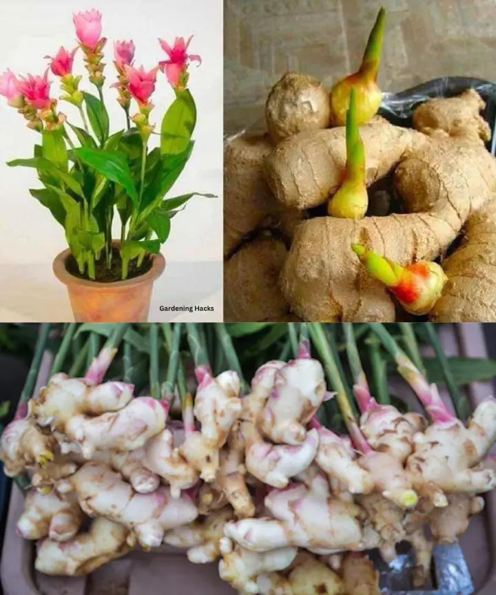 Secrets for planting ginger in a pot or your garden for endless supplies at home