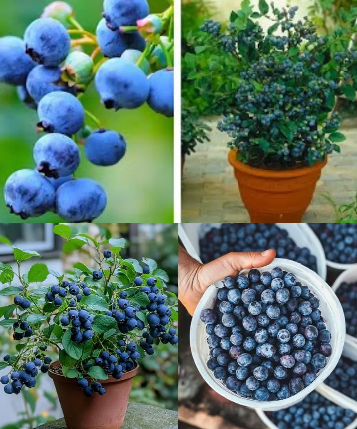 Planting Blueberries at Home: A Guide to Cultivating an Abundant Supply