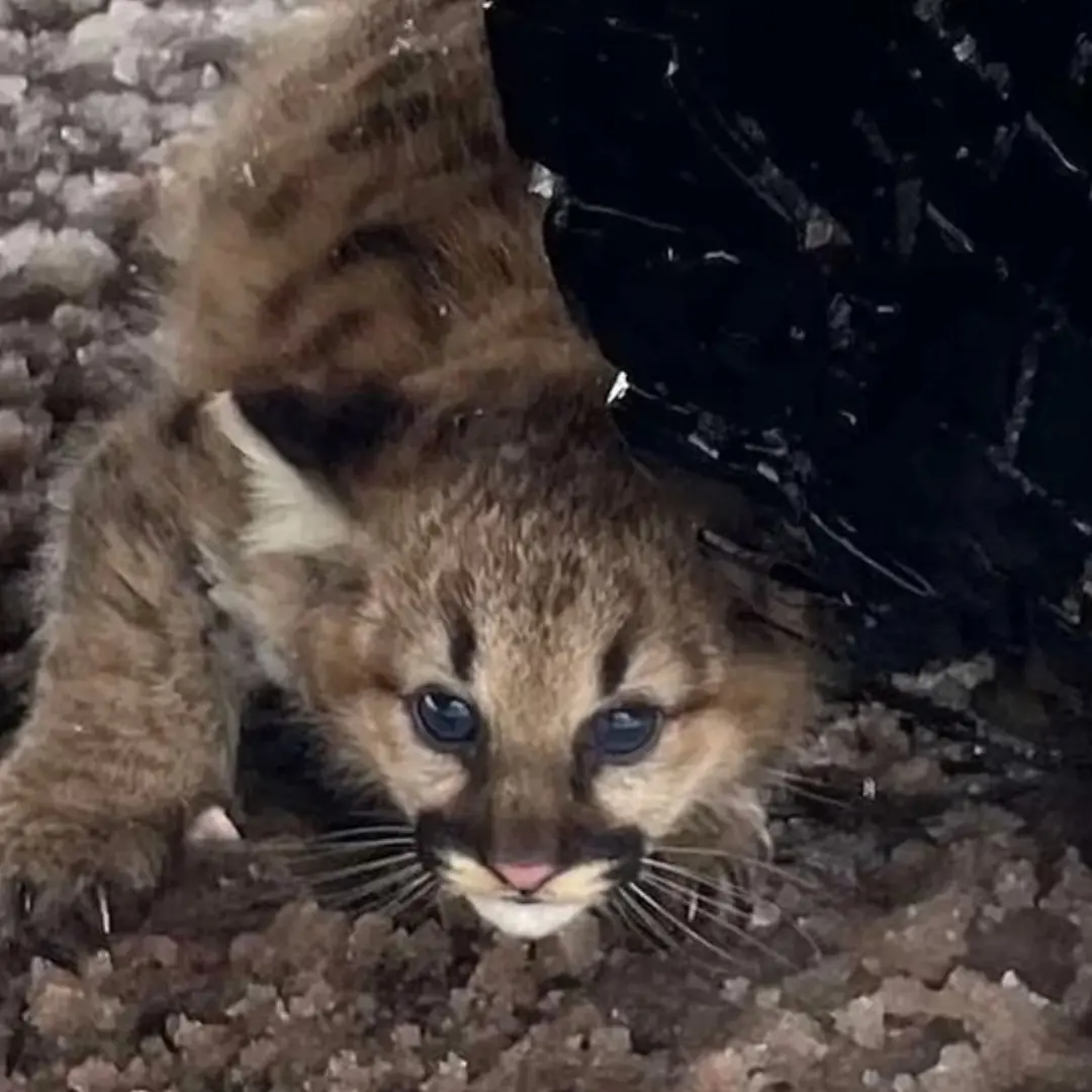 Cougar cubs spotted in Michigan for first time in more than a century