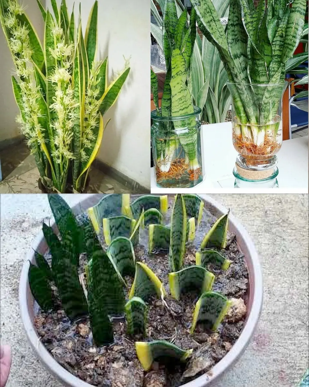 Quick Guide to Multiplying Your Sansevieria: From One Plant to Many