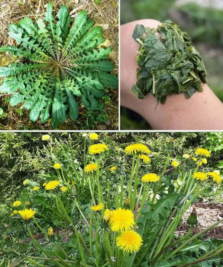 20 Reasons to Gather Dandelion Blooms Until Your Fingers Turn Yellow