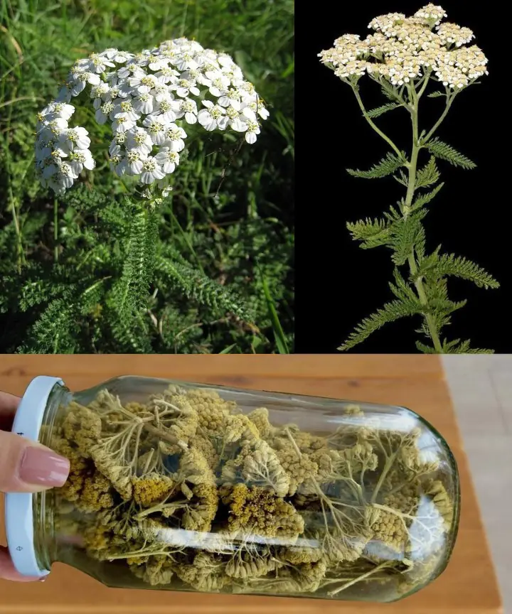 Yarrow: A Natural Herb with Powerful Health Benefits