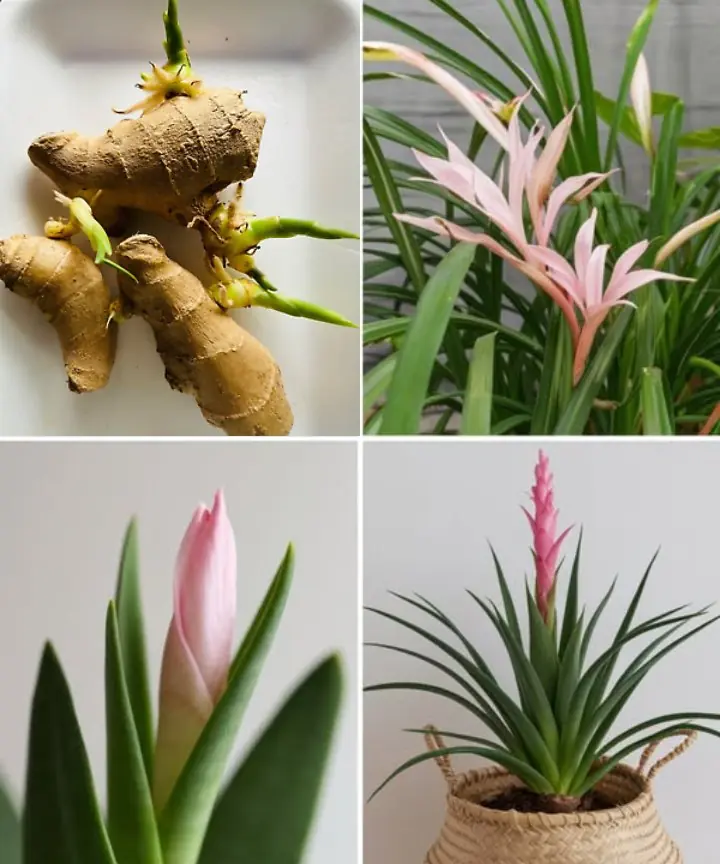 Secrets for planting ginger in a pot or your garden for endless supplies at home