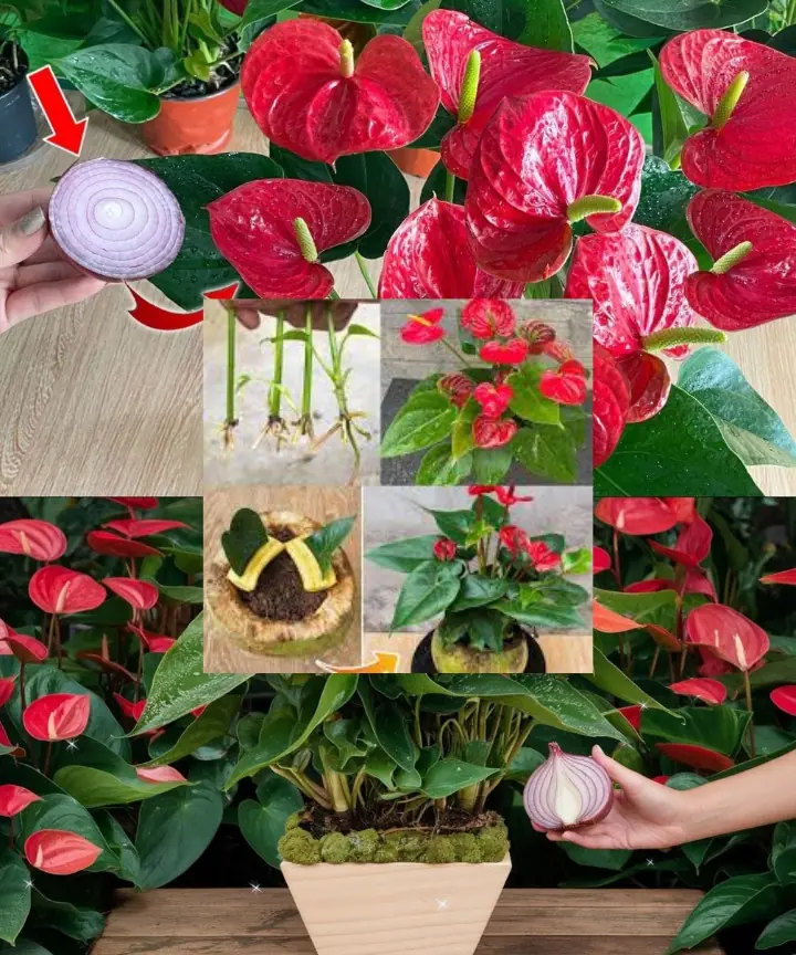 Tips to Speed Up Flowering in Anthurium Plants