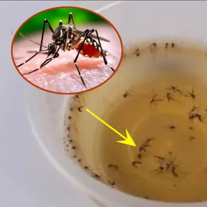 Mosquitoes are very afraid of this type of water