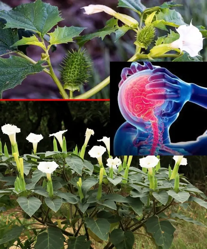 Health Risks of Datura Stramonium: A Dangerous Plant to Be Aware Of