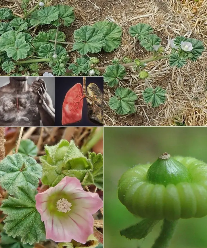 Unlocking the Secret Health Benefits of Common Mallow: Nature’s Wonder Herb for Wellness